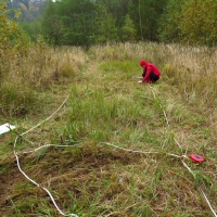 Experimental introduction of yellowrattle, aiming to suppress growths of chee reedgrass (Kosov)