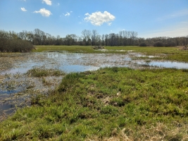 Mnišské meadows