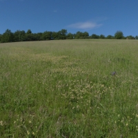 Meadow in White Carpathians - 10 years after restoration