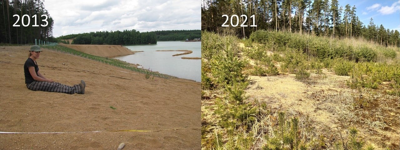 A slope where we also established monitoring sites. In the background, there is a freshly established forestry reclamation. Nowadays, it is almost impossible to go through the tree stand in the background. The slopes also overgrow, although more slowly.
