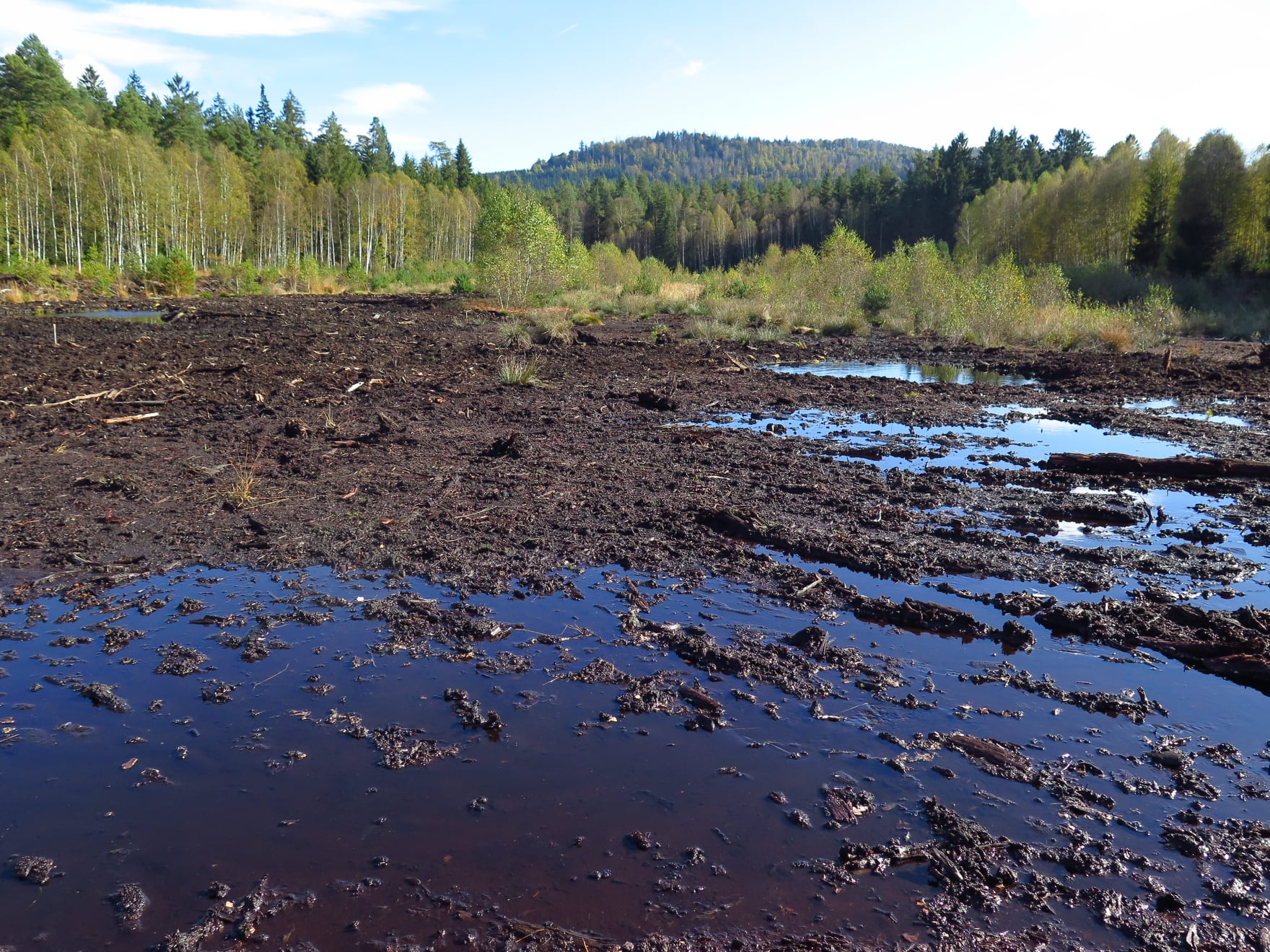 Vlčí jámy - places that used to be dry and only slowly overgrown by vegetation are now waterlogged