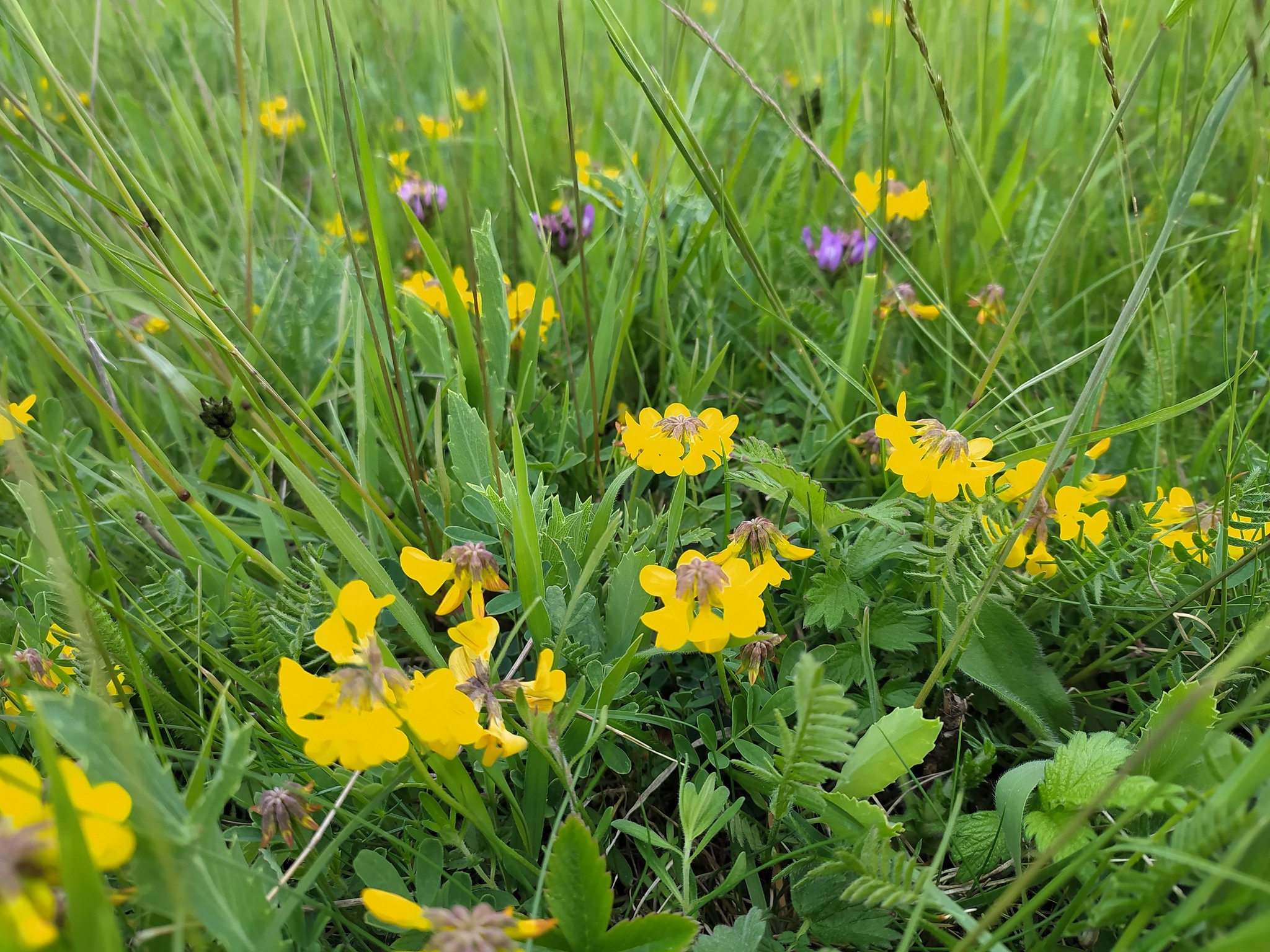 Hippocrepis comosa – podkovka chocholatá (C1)