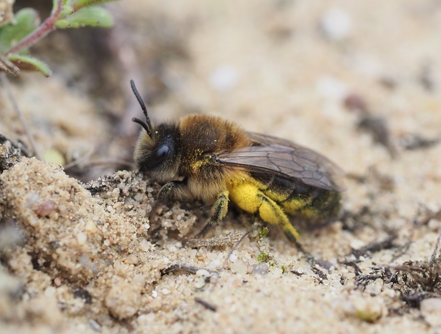 Colletes cunicularius Colletes cunicularius