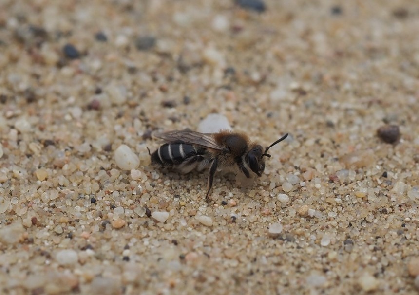 Andrena sp Andrena sp